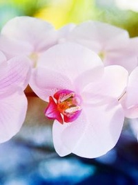 99px.ru аватар Орхидеи