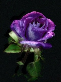 Аватар вконтакте Фиолетовая роза