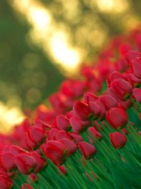 Аватар вконтакте Молодые красные тюльпаны