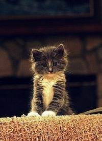 Аватар вконтакте Котенок