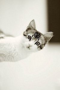 Аватар вконтакте Котэ наблюдает за тобой