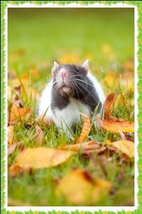 Аватар вконтакте Крыска на траве усыпанной опавшими листьями