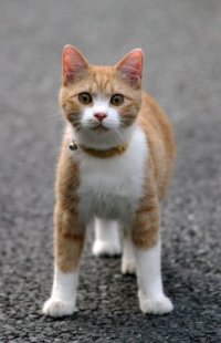 Аватар вконтакте Котэ наблюдает