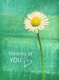 Аватар вконтакте Ромашка на зеленом фоне ('Thinking of you' / 'С мыслями о тебе')