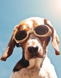 99px.ru аватар Собака в очках на фоне неба