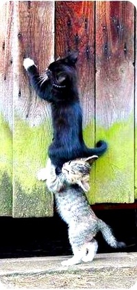 Аватар вконтакте Cats