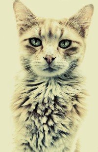 Аватар вконтакте Котэ
