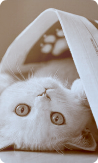 99px.ru аватар Белый котенок лежит под газетой и смотрит на вас