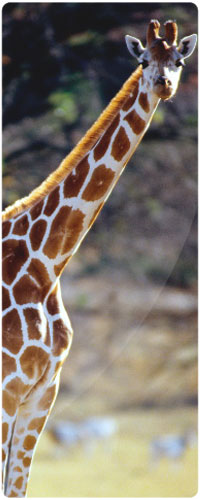 99px.ru аватар Любопытный жираф