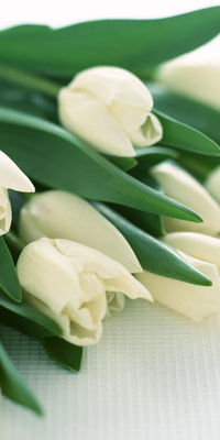 99px.ru аватар Букет белых тюльпанов