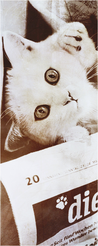 99px.ru аватар Белый котенок лежит среди газет