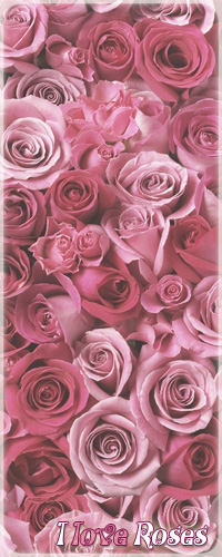 Аватар вконтакте Розовые розы различных оттенков (I love Roses / Я люблю розы)