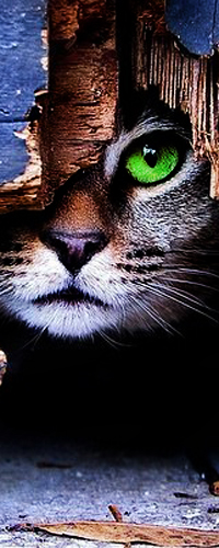 99px.ru аватар Кот с зелеными глазами смотрит в щель