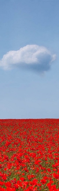 99px.ru аватар Облако на голубом небе над полем красных маков