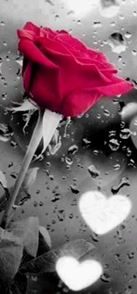 99px.ru аватар Вид розовой розы через стекло в каплях дождя