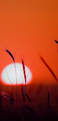 Аватар вконтакте Закат солнца, на переднем плане колосья, фотограф Metin Demiralay