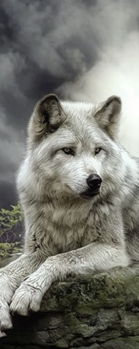 99px.ru аватар Волк лежит на земле под грозовым небом