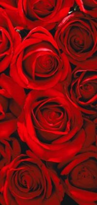 Аватар вконтакте Красные розы крупным планом