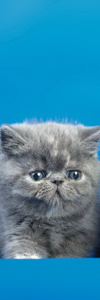 99px.ru аватар Персидский котенок серого цвета на голубом фоне