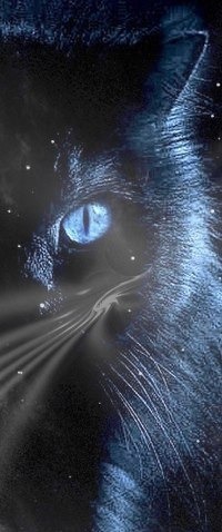 99px.ru аватар Черный красивый кот