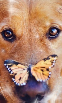 99px.ru аватар На носу собаки сидит бабочка