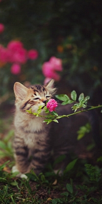 99px.ru аватар Котенок нюхает цветок