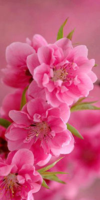 Аватар вконтакте Pink azalea / розовая азалия