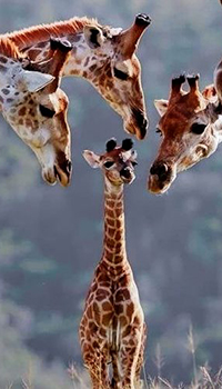 Аватар вконтакте Трогательная опека жирафов / Giraffa camelopardalis за малышом