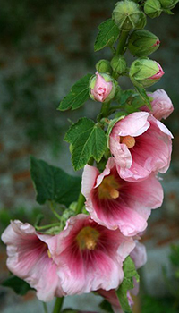 Аватар вконтакте Мальвы / Hollyhocks с розовыми бутонами