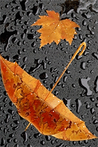 99px.ru аватар Осенний кленовый лист и желтый зонт в каплях дождя