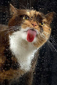 99px.ru аватар Котик пытается слизнуть капли дождя со стекла