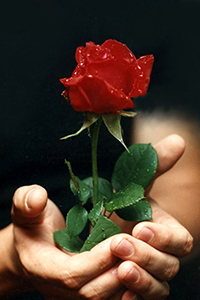 99px.ru аватар Руки держат ярко - красную розу в капельках воды на лепестках