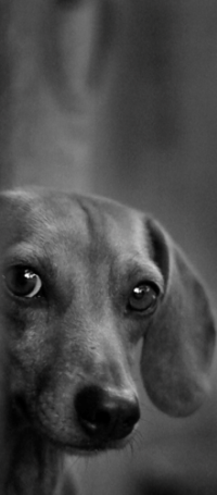 99px.ru аватар Выглядывающий пес смотрит на нас