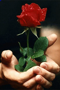 99px.ru аватар Красная роза в каплях росы распускается в руках мужчины