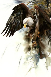 99px.ru аватар Белоголовый орлан в полете, by Peter Williams