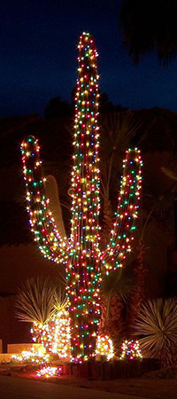 Аватар вконтакте Огромный кактус светится разноцветными фонариками как новогодняя елка