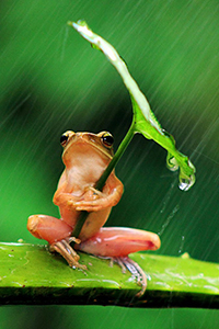 Аватар вконтакте Древесная лягушка нашла листочек и прикрылась им от дождя, фотограф Пенкдикс Палме / Penkdix Palme