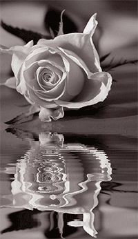 99px.ru аватар Отражение розы в воде