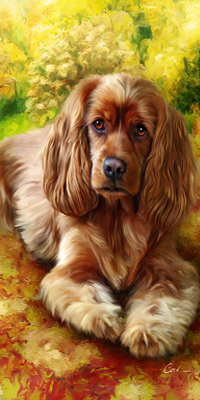 Аватар вконтакте Английский кокер-спаниель внимательно всматривается вдаль