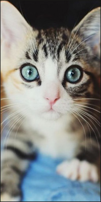 99px.ru аватар Полосатый кот с голубыми глазами