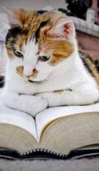 Аватар вконтакте Кот смотрит в книгу