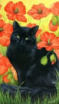 Аватар вконтакте Черный кот на фоне маков, художник Ирина Гармашова