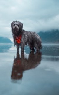 Аватар вконтакте Пес стоит в воде, ву Lizzy Gadd