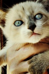 99px.ru аватар Котенок в руке