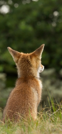 Аватар вконтакте Лиса на природе, ву Roeselien Raimond