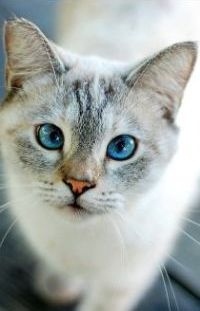 Аватар вконтакте Котенок с голубыми глазами