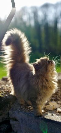 Аватар вконтакте Пушистый котенок смотрит вверх