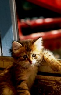 Аватар вконтакте Котенок сидит у окна