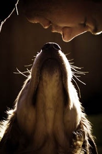 99px.ru аватар Собака задрав вверх голову, смотрит в глаза мужчине, наклонившемуся к нему