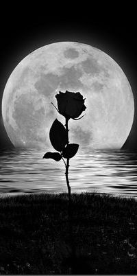 99px.ru аватар Черно-белое изображение растущей на берегу розы, на фоне ночного неба с огромной Луной, частично опустившейся в море